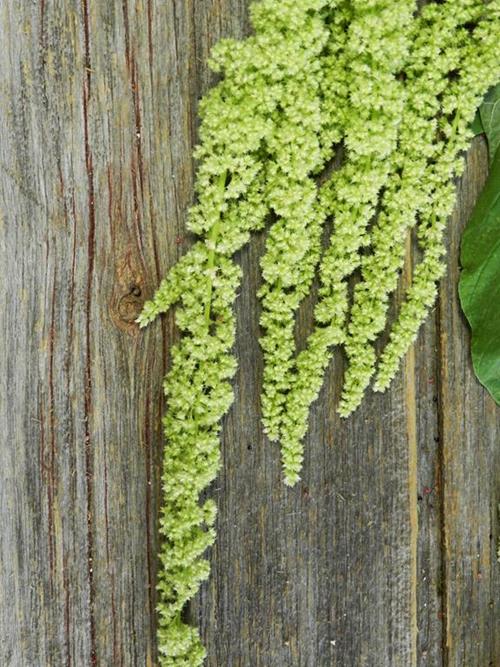 Hanging  Green Amaranthus